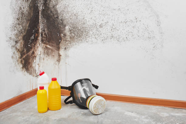 Home Mold Removal in Harrisburg, OR