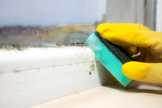 Crawl Space Mold Removal in Harrisburg, OR