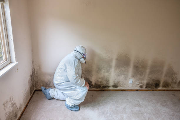 Trusted Harrisburg, OR Mold Removal Experts